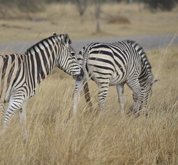 Fototapeta na wymiar zèbres dans les hautes herbes Okavango