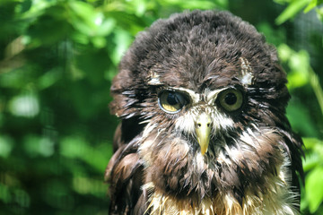 Obraz premium große Eule