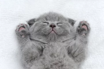 Tissu par mètre Chat Kitten on white blanket
