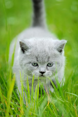 Naklejka na ściany i meble Cute kitten in the green grass
