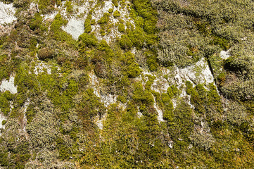 Grey rock with green moss background texture
