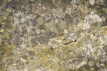 Grey rock with green moss background texture