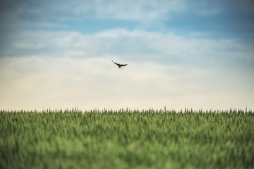 Swallow in flight over the field