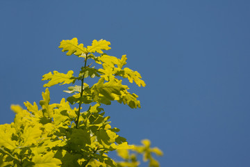 oak leaves and blue sky