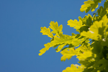 oak leaves and blue sky