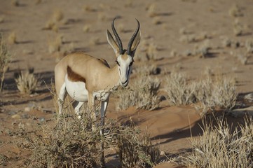 springbok recherche de nourriture sur des épineux Naukflut Namibie