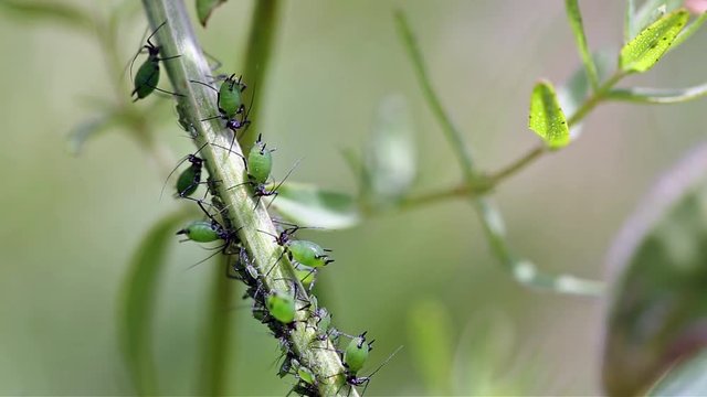 green aphids on a green plant in nature
