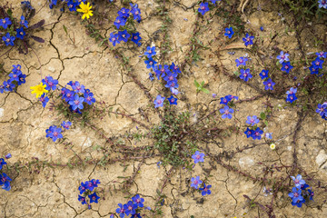 Anagallis monelli (blue pimpernel) blue wild flowers in nature