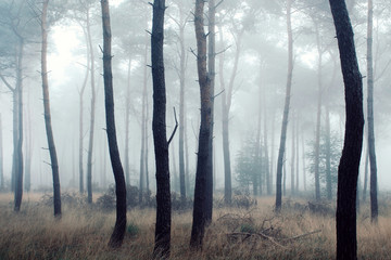 Trees in misty forest