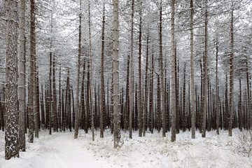 Trees in snow covered forest