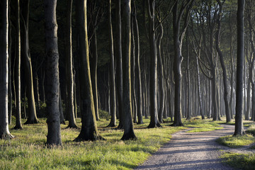 Path cutting through trees in forest
