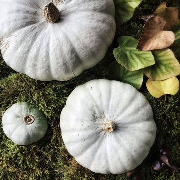 Overhead view of white pumpkins