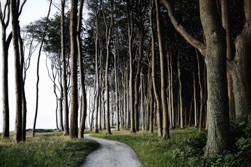 Tree lined pathway cutting through forest 