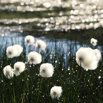 White flowers growing on grass by river