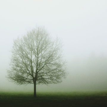 Lone tree on misty grassy landcsape