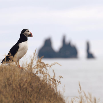 Side view of puffin looking away