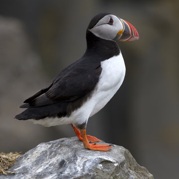 Side view of puffin on rock looking away