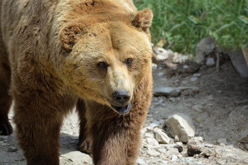 Obraz na płótnie Canvas grizzly bear the forest