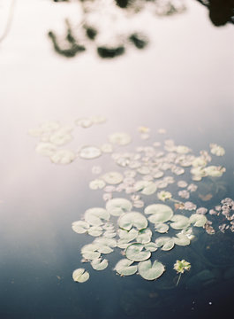 Lily pads floating on water surface