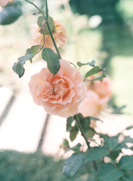 Pink rose growing on plant