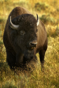 Portrait of bison on meadow, South Dakota, USA