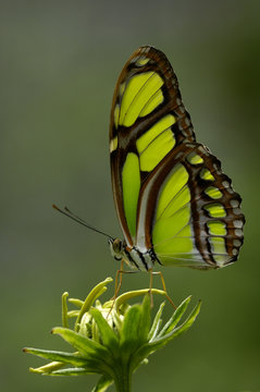 Close up of malachite butterfly perched on flower