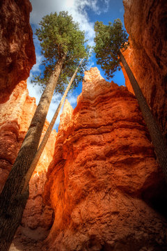Low angle view of tall trees by sandstone rocks