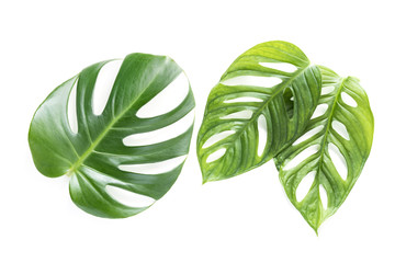 モンステラの葉