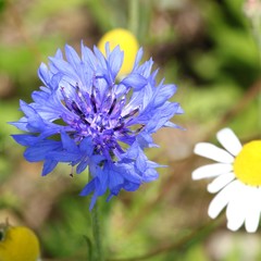 Cornflower
