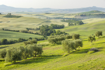 Fototapeta na wymiar olive trees on the hills in summer morning in Tuscany in Italy