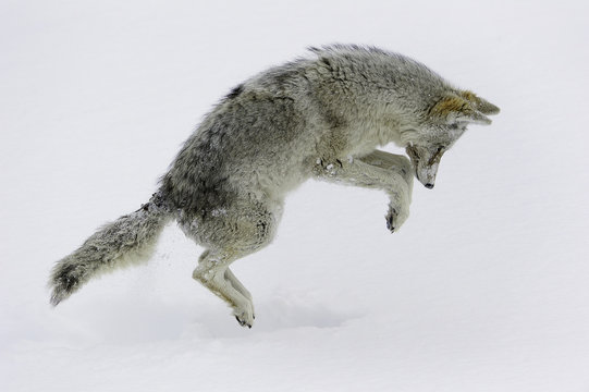 Coyote mousing jumping in snow
