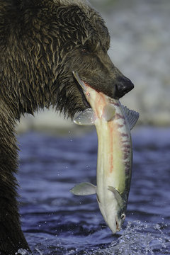 Close-up of brown bear eating salmon fish