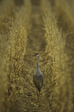 Sandhill crane at Bosque Del Apache, USA