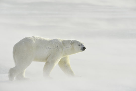 Side view of polar bear in snow