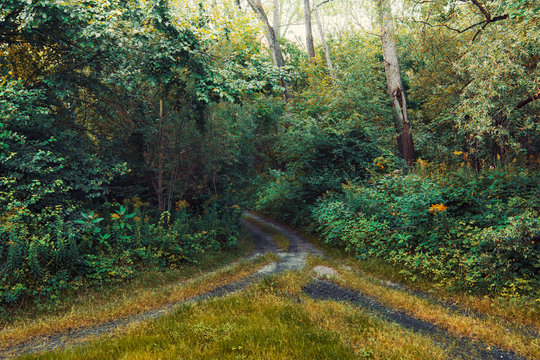 Track leading to dense forest