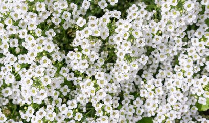 White flowers sweet-william field