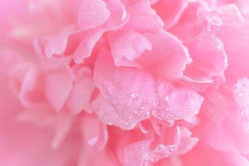 Obrazy na Szkle  Przetarg mokry różowy kwiat piwonii makro w tle