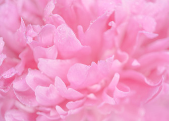 Tender wet pink peony flower macro background