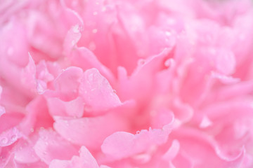 Obrazy na Szkle  Przetarg mokry różowy kwiat piwonii makro w tle