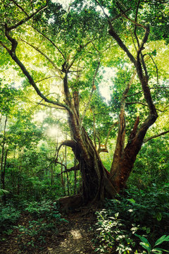 Twisted tree in forest