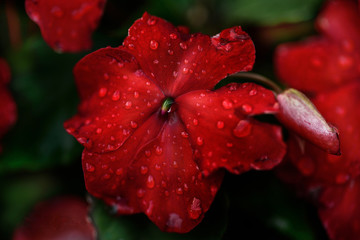 Red flower impatiens with dew drops