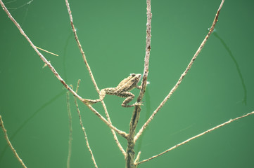 Small frog in green pond water closeup