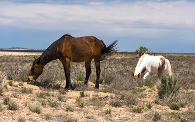 Zwei frei lebende Pferde in der Prärie, USA