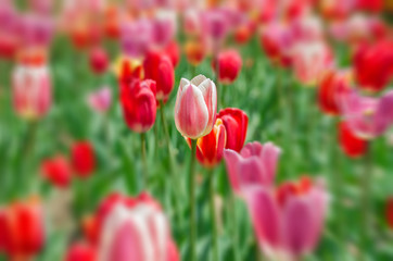 Single tulip focus 
