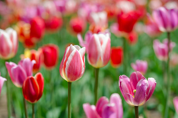 Tulip field 