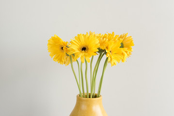 Yellow gerbera flowers with long green stems in yellow vase against white wall (cropped)