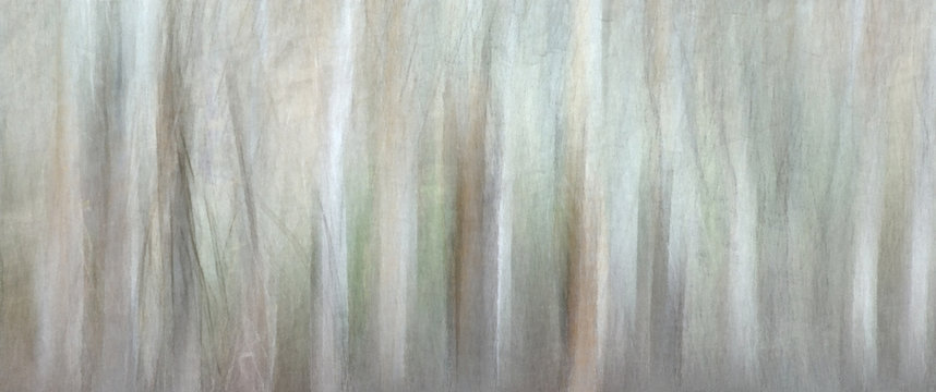 Long Exposure Abstract Forest Light