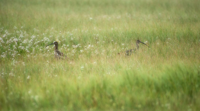 Scottish Birds in a Meadow Surrounded by Wildflowers