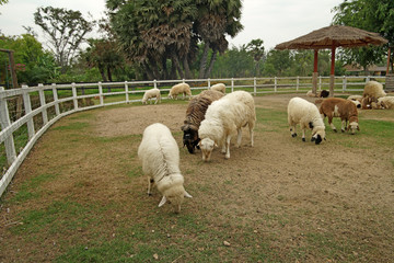 Obraz premium lamb in paddock