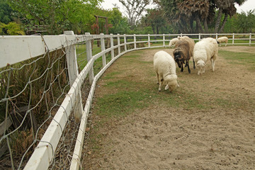 lamb in paddock